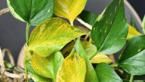Bacterial Leaf Spot Pothos Disease: 5 Causes, Treatment + Prevention 1 bacterial leaf spot pothos disease