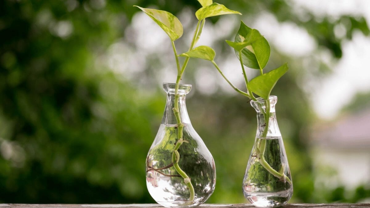 How Long Does It Take To Propagate Pothos? (How To Speed Up Root Growth!) 3 pothos cuttings in water