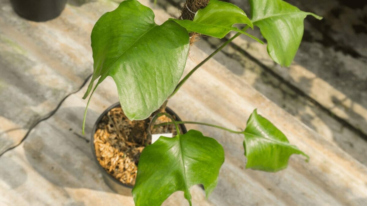 Skeleton Key Pothos: Amazing Leaf Shape That's Truly Unique! 3 skeleton key pots plant in a pot