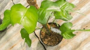 Skeleton Key Pothos: Amazing Leaf Shape That's Truly Unique! 1 skeleton key pothos plant climbing a moss pole