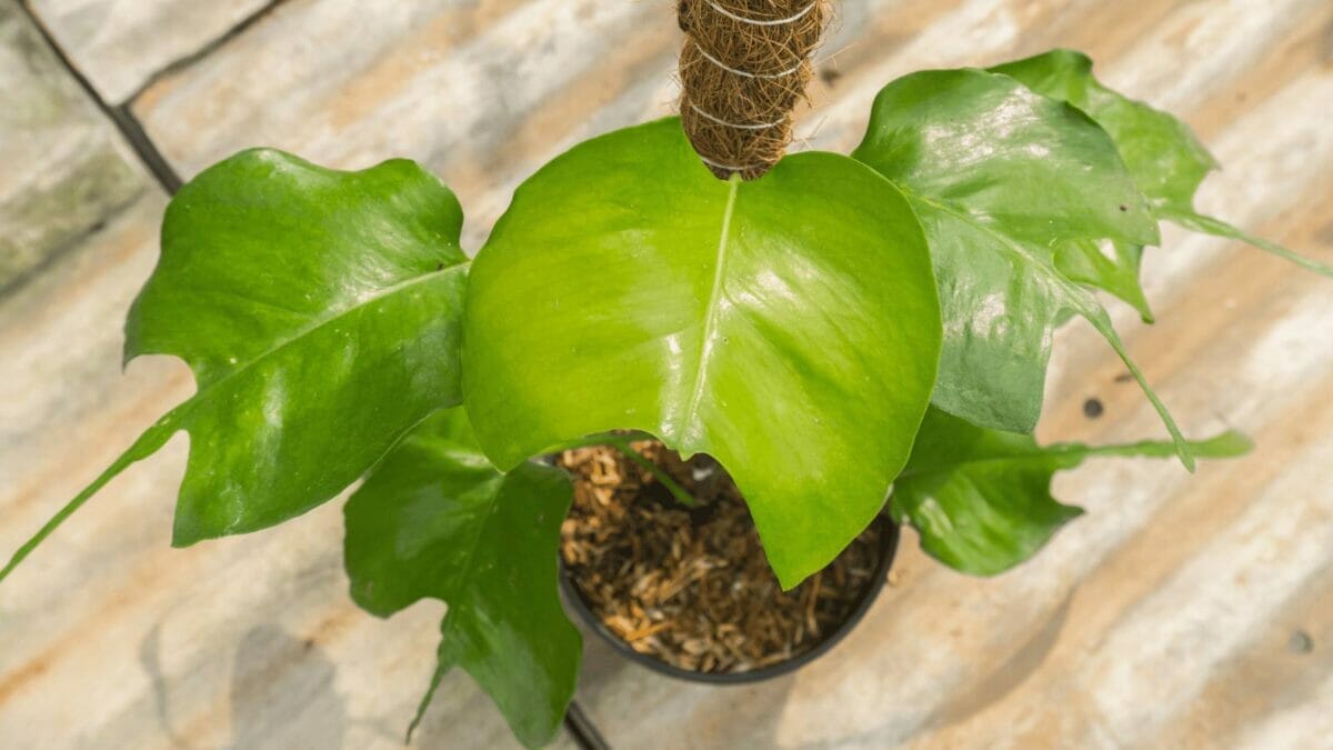 Skeleton Key Pothos: Amazing Leaf Shape That's Truly Unique! 2 a climbing pothos skeleton key plant