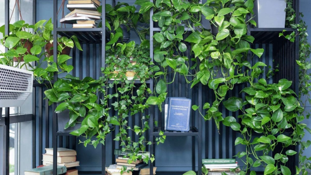 Skeleton Key Pothos: Amazing Leaf Shape That's Truly Unique! 6 pothos plants trailing on shelf