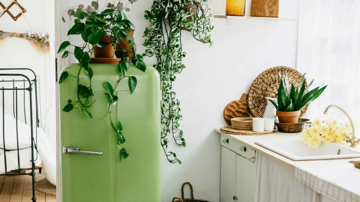 Homemade Fertilizer for Pothos: DIY Options for Thriving Plants 10 pothos plants in kitchen