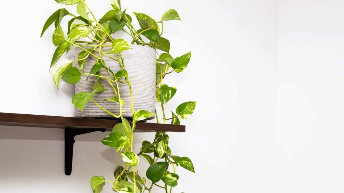 Devil's Ivy vs Pothos: Differences & The Truth Revealed 3 pothos trailing off a shelf