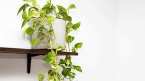 Pothos Trailing: How To Get Your Pothos To Trail Faster 1 pothos trailing off a shelf