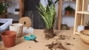 Repotting Snake Plant: 6 Signs- Learn How to Repot with Ease 1 repotting snake plant on a wooden table