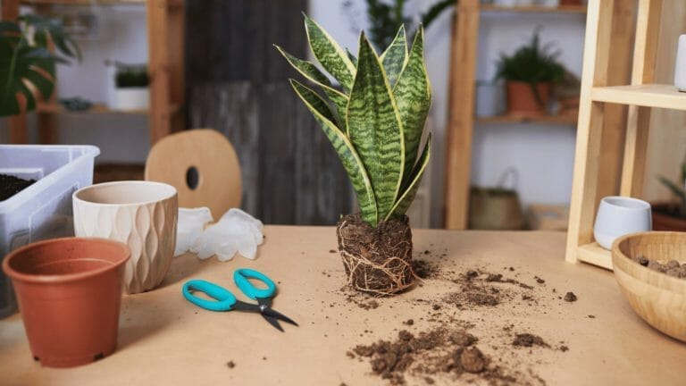 Repotting Snake Plant: 6 Signs- Learn How to Repot with Ease 1 repotting snake plant on a wooden table