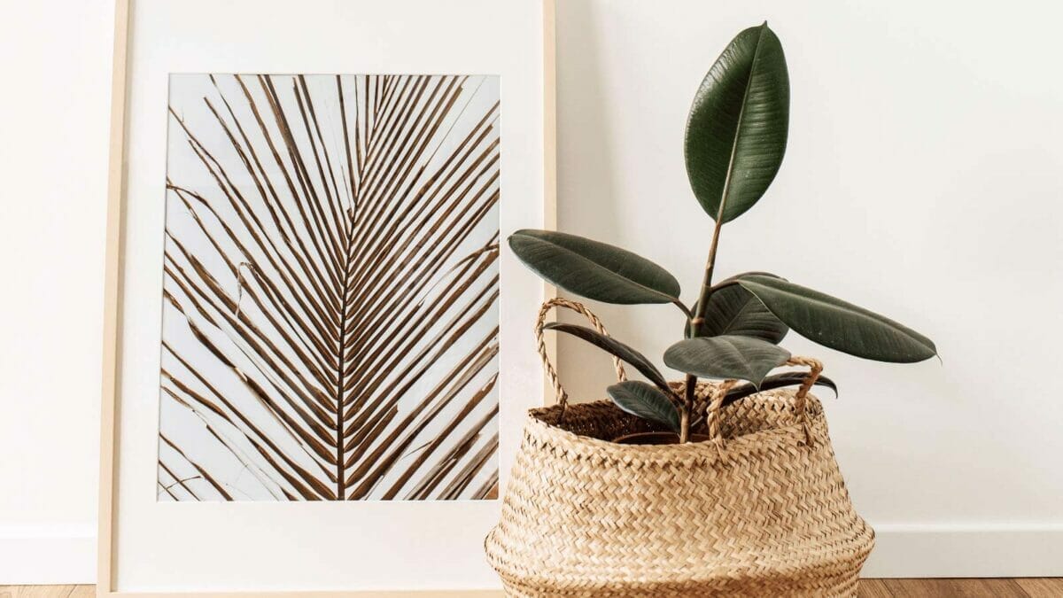 10 Beautiful Houseplants That Remove Dust & Reduce Cleaning 2 rubber plant in basket