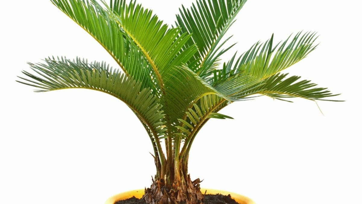 Overwatered Palm Tree? 7 Signs + How to Save Your Plant 7 sago palm tree