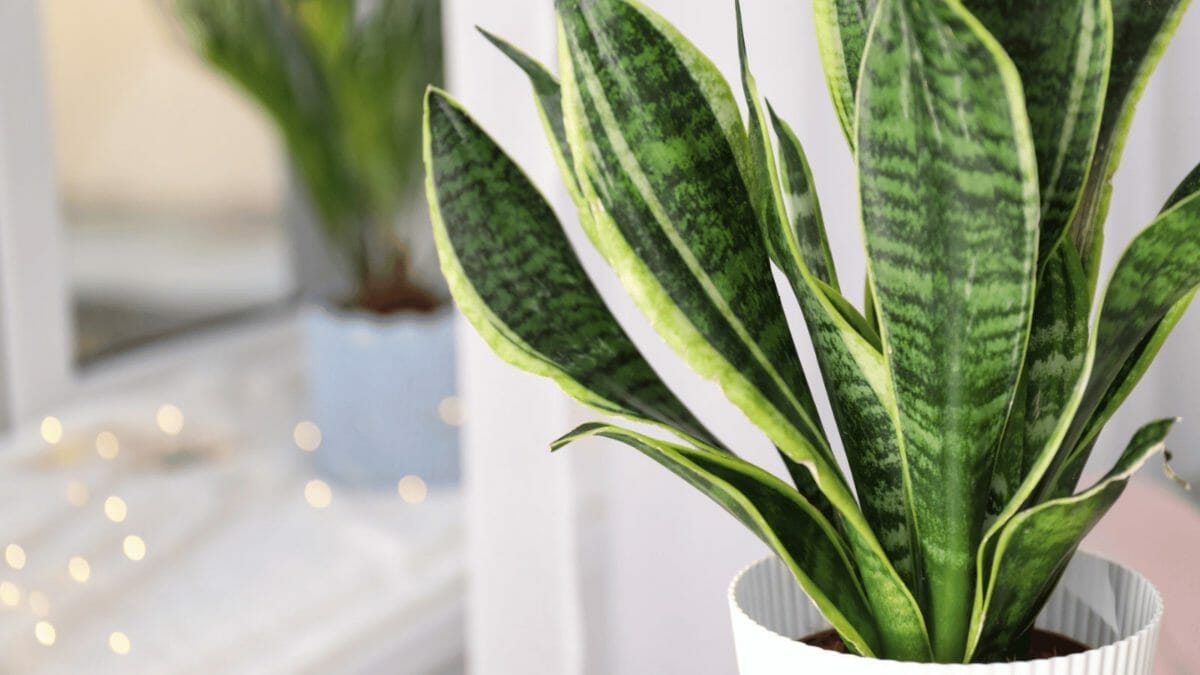 Why Is My Snake Plant Drooping: 9 Causes & Solutions 6 snake plant lighting