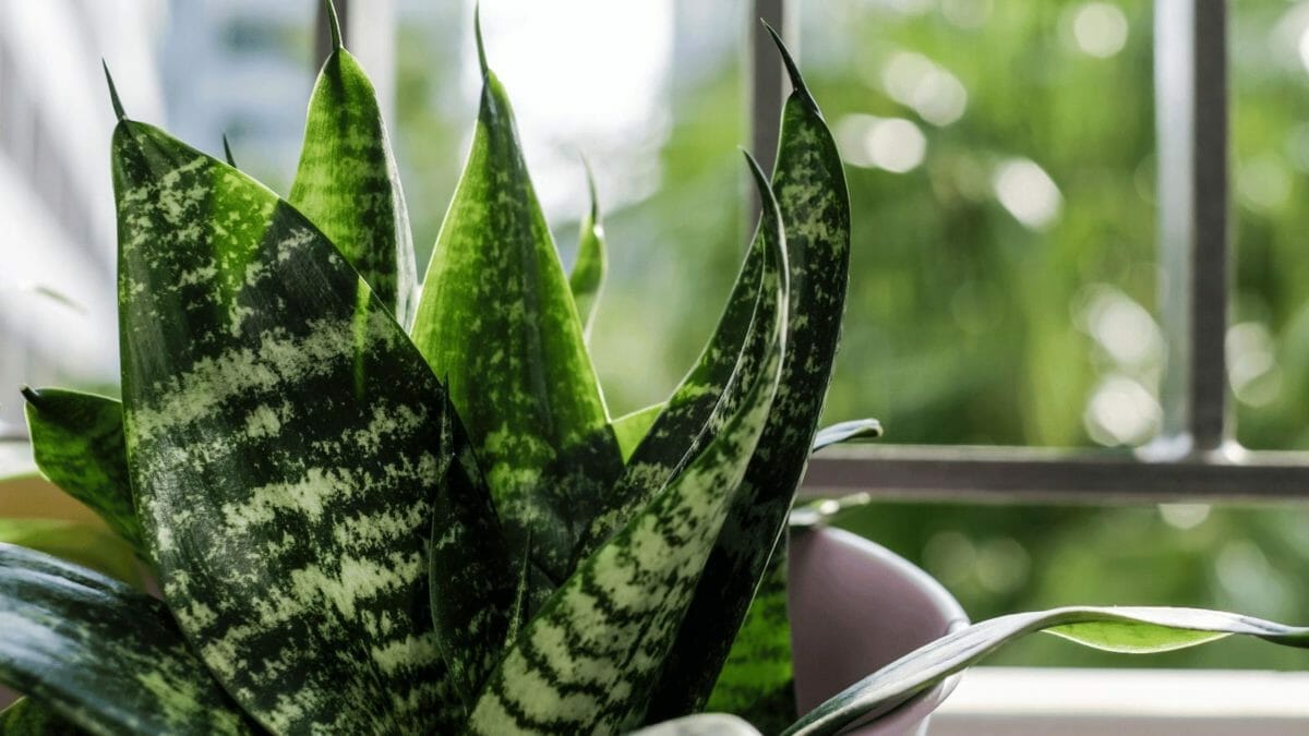 Snake Plant Benefits That'll Make You Green with Envy 6 showing snake plant light requirements