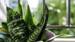Snake Plant Light Requirements: How Much Sunlight They Need 1 showing snake plant light requirements