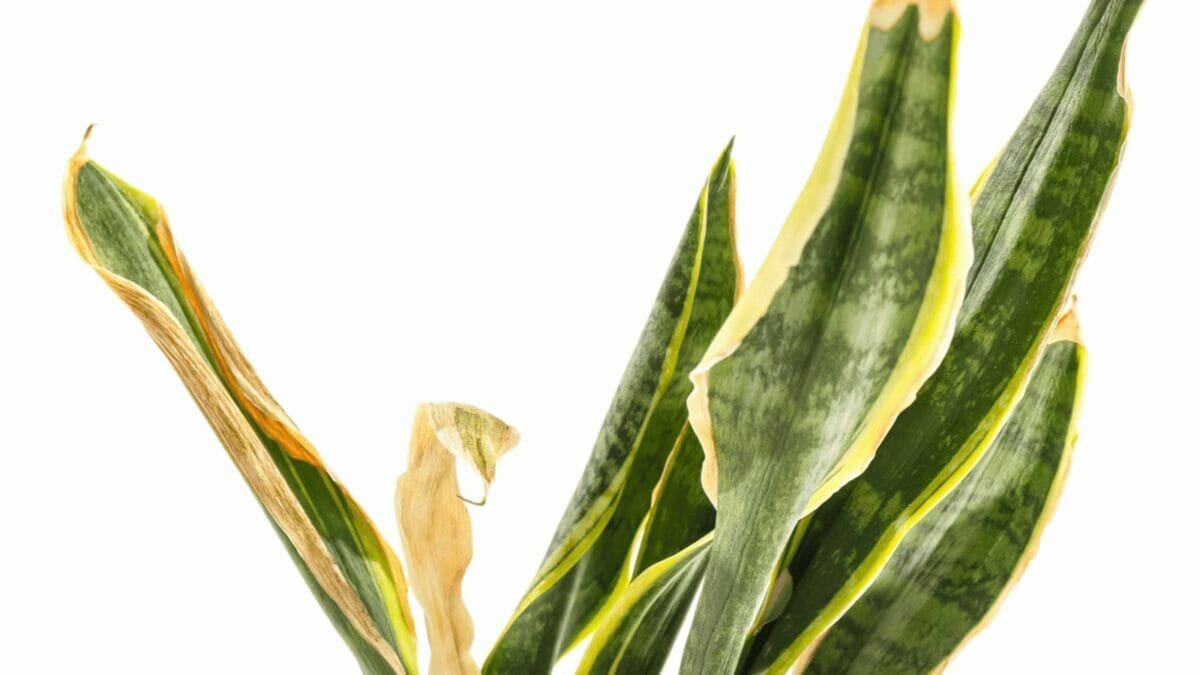 9 Snake Plant Disadvantages No One Tells You About, The Ugly Truth 9 snake plant wilting