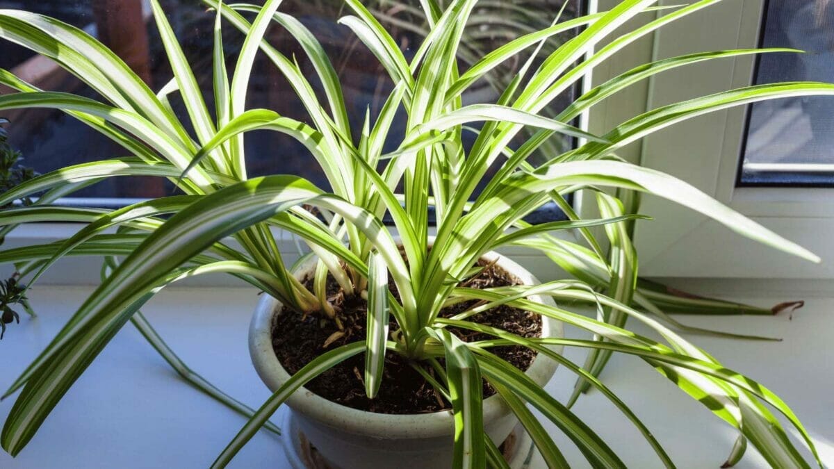 12 Houseplants That Actually Prefer Staying Pot-Bound - spider plant dp180753400