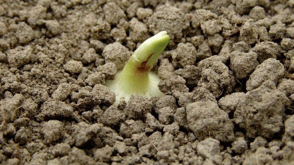 10 Onion Growing Stages: From Bulb & Seed + Growing Tips 4 sprouting phase of onion growth