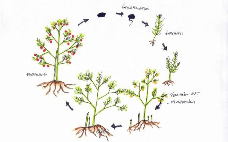 The Stages of Growing Asparagus You Never Knew Existed 11 the different stages of asparagus growth