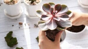 Succulent Care for Beginners: 10 Tips & Tricks for Success 1 showing succulent care for beginners
