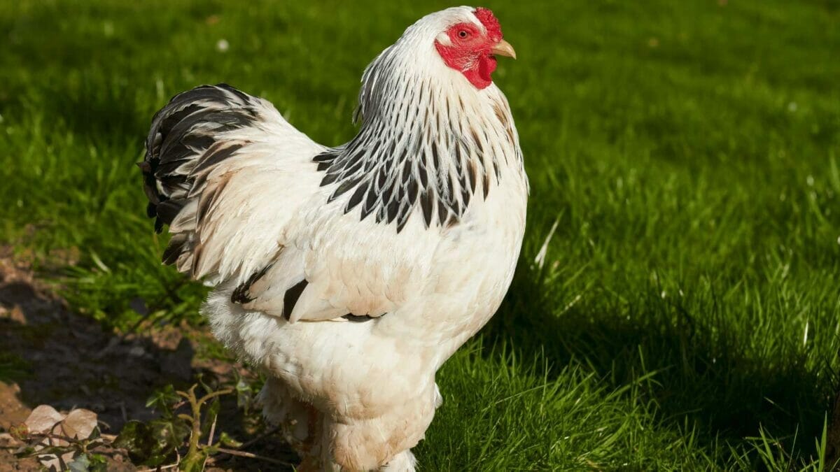 15 Beginner-Friendly Chicken Breeds That Will Keep Your Egg Basket Full 6 15 Beginner-Friendly Chicken Breeds That Will Keep Your Egg Basket Full - sussex Chicken dp396574624