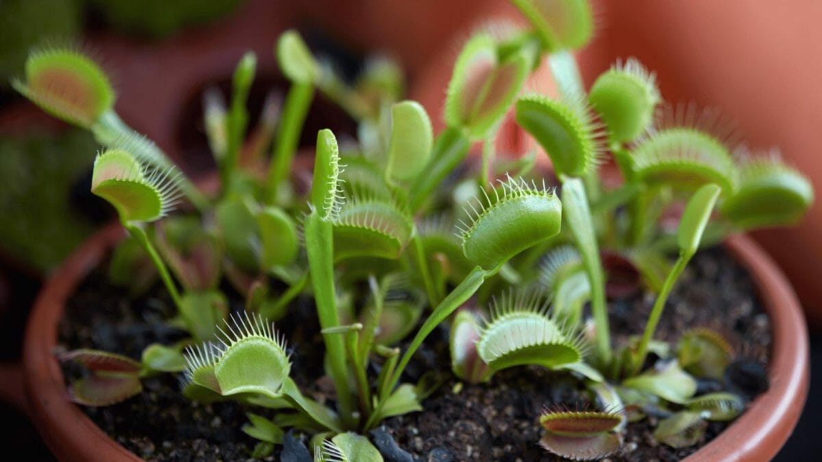 10 Houseplants People Admitted They Will Never Purchase Ever Again 11 venus fly trap plant