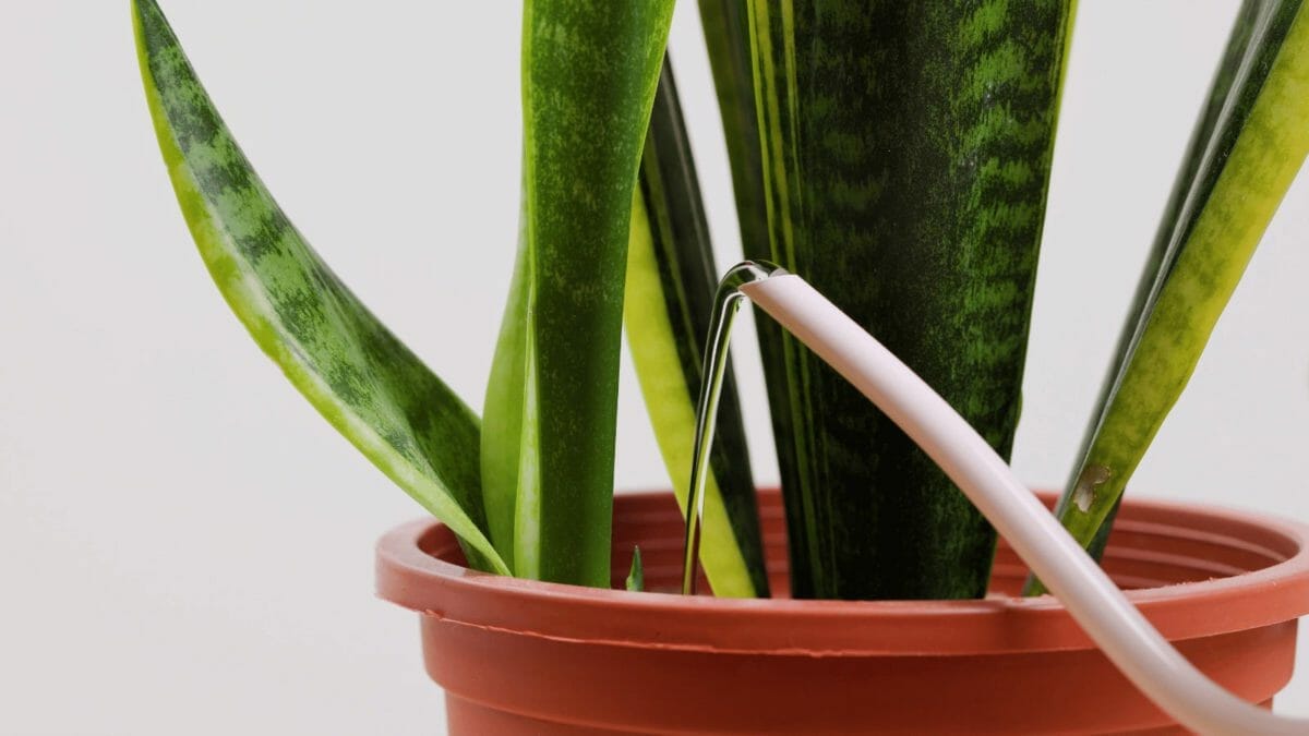 watering a snake plant