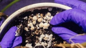 How to Get Rid of White Fungus Balls in Soil ~ 6 Easy Steps 1 closeup of white fungus balls in soil