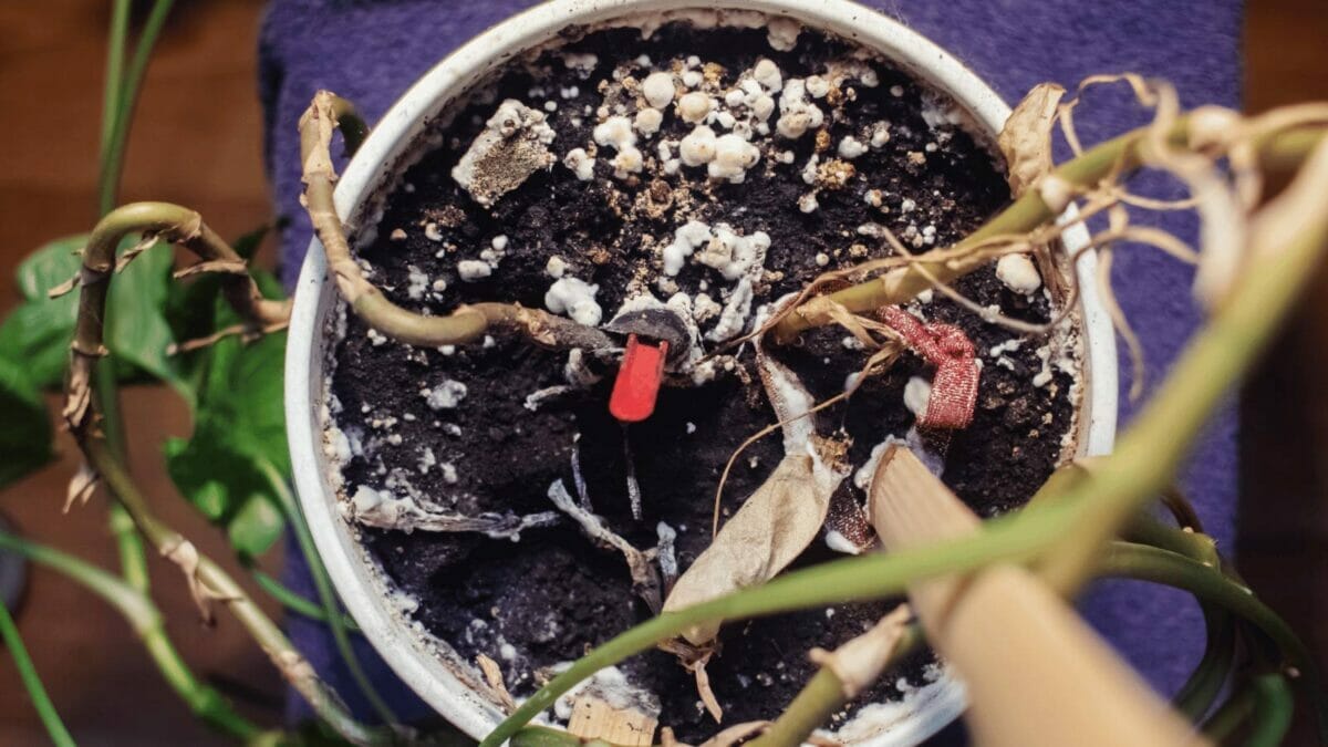 How to Get Rid of White Fungus Balls in Soil ~ 6 Easy Steps 4 white fungus in soil of houseplant