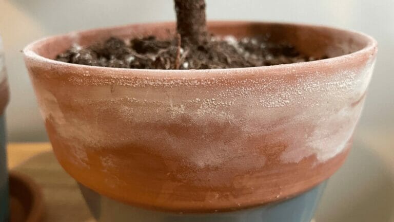 Have Mold on Your Plant Pot? How to Remove White Fuzz on Terracotta Clay Pots 9 white mold on plant pot, terracotta clay
