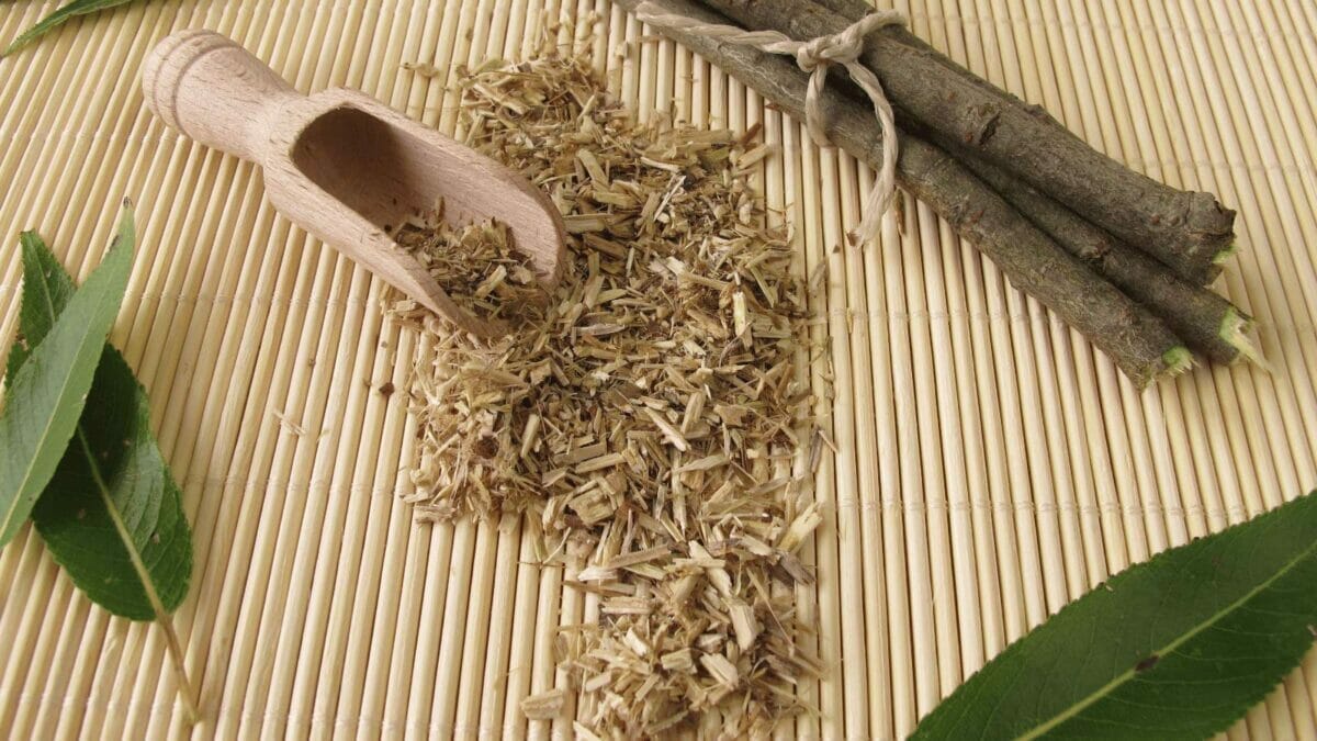 Top 10 Most Useful Plants for Food, Medicine & Materials 6 willow bark tea
