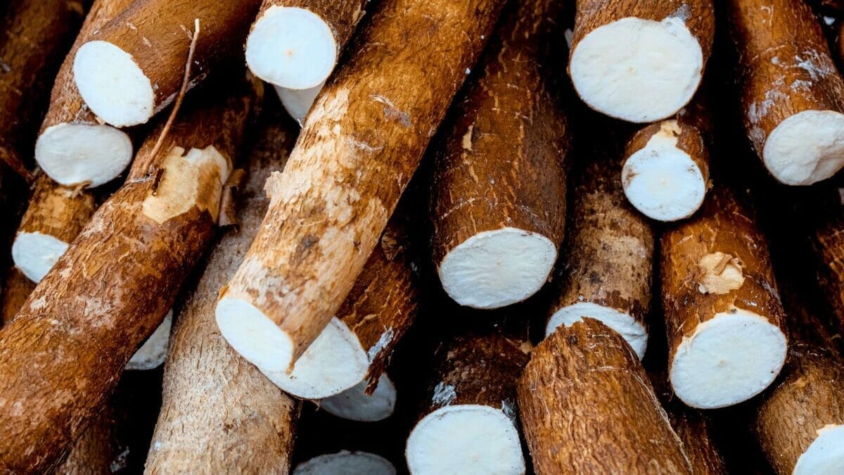 Top 10 Most Useful Plants for Food, Medicine & Materials 4 yuca root