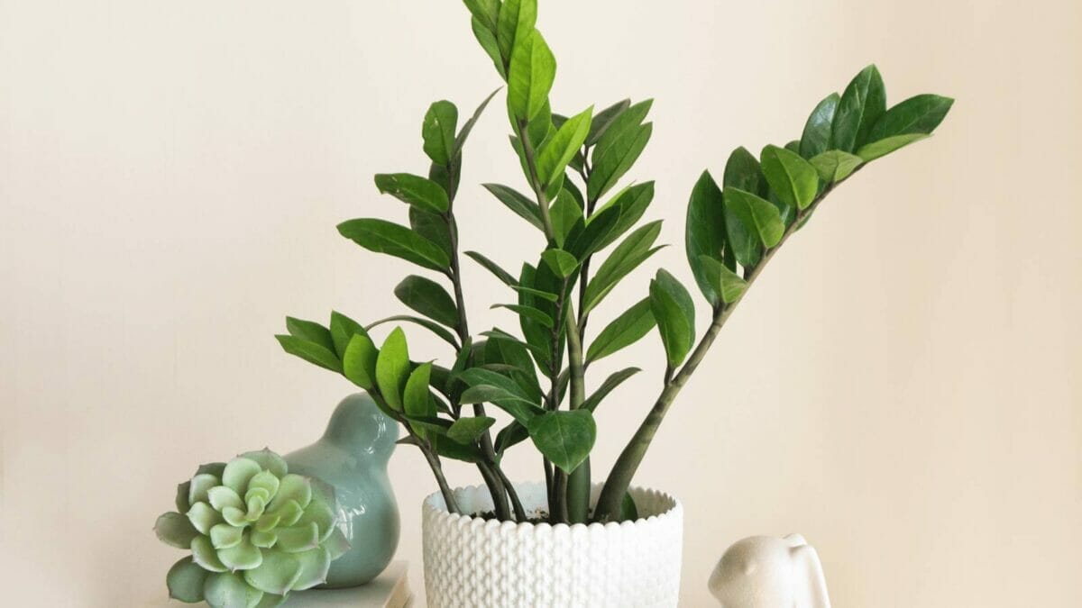 10 Beautiful Houseplants That Remove Dust & Reduce Cleaning 8 zz plant in a white pot