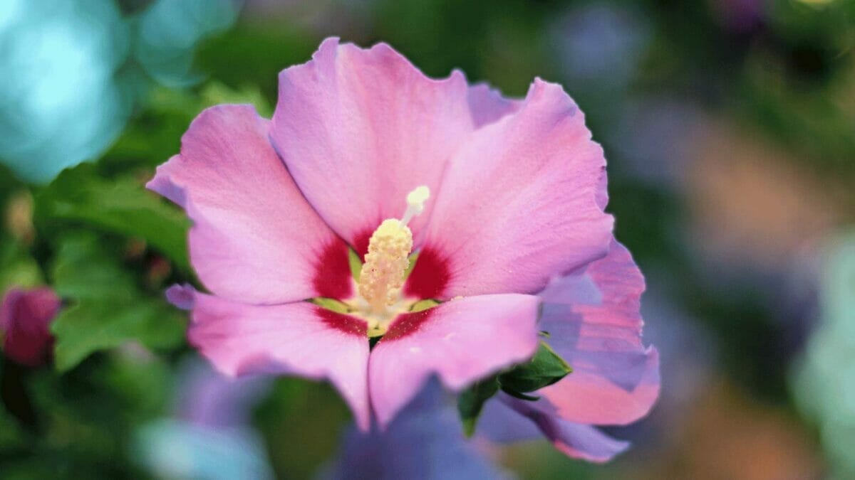 27 Rare Kinds of Hibiscus That Will Take Your Breath Away 3 Aphrodite hibiscus