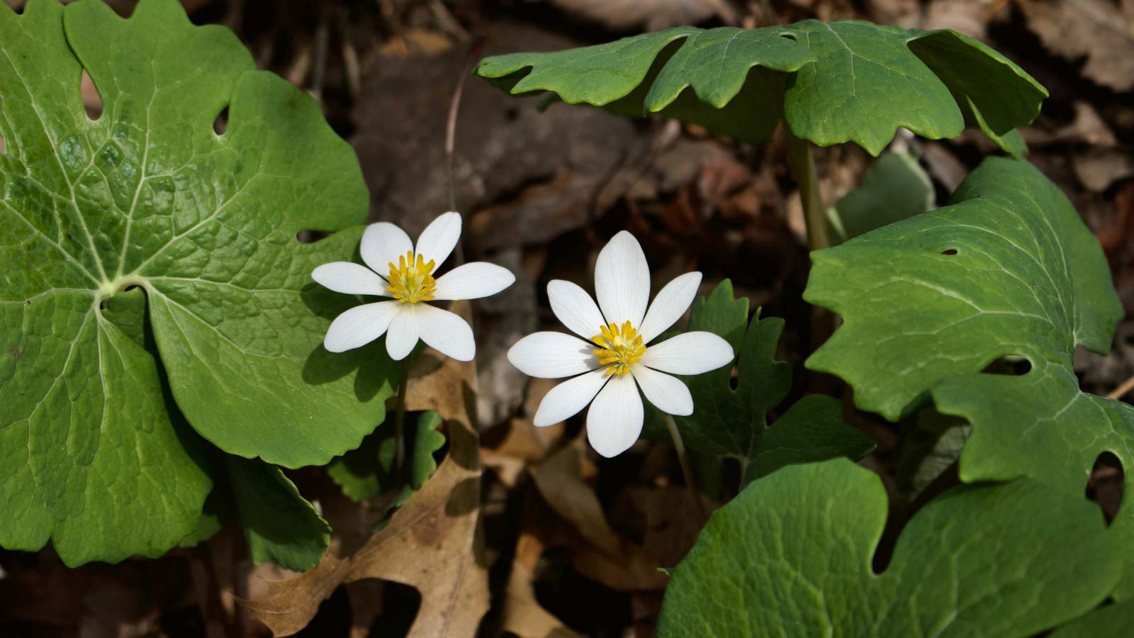 Bloodroot-Sanguinaria-canadensis-flowers-dp331456844 Bloodroot (Sanguinaria canadensis) flowers blooming in early spring