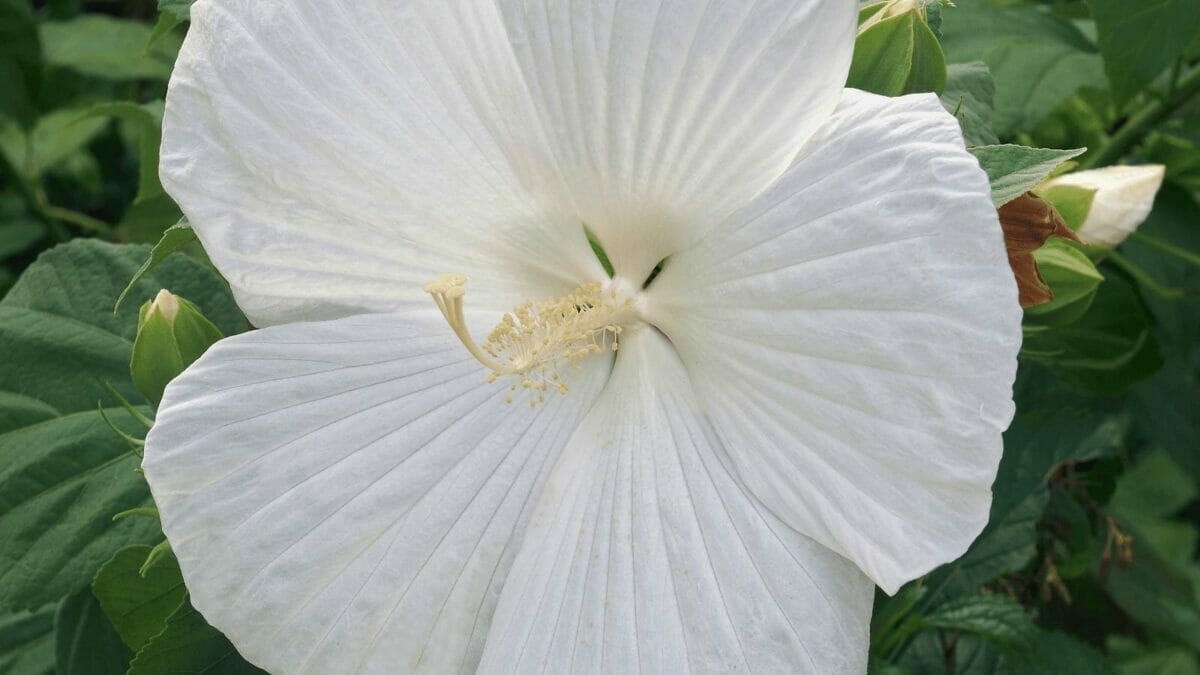 27 Rare Kinds of Hibiscus That Will Take Your Breath Away 5 Blue River II hibiscus