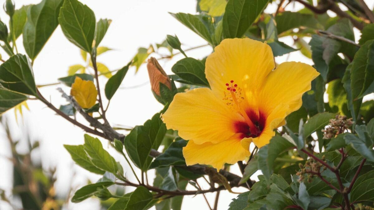 15 Breathtaking Flowers That Define America’s Natural Beauty 5 15 Breathtaking Flowers That Define America’s Natural Beauty - Brackenridgei hibiscus dp489052474