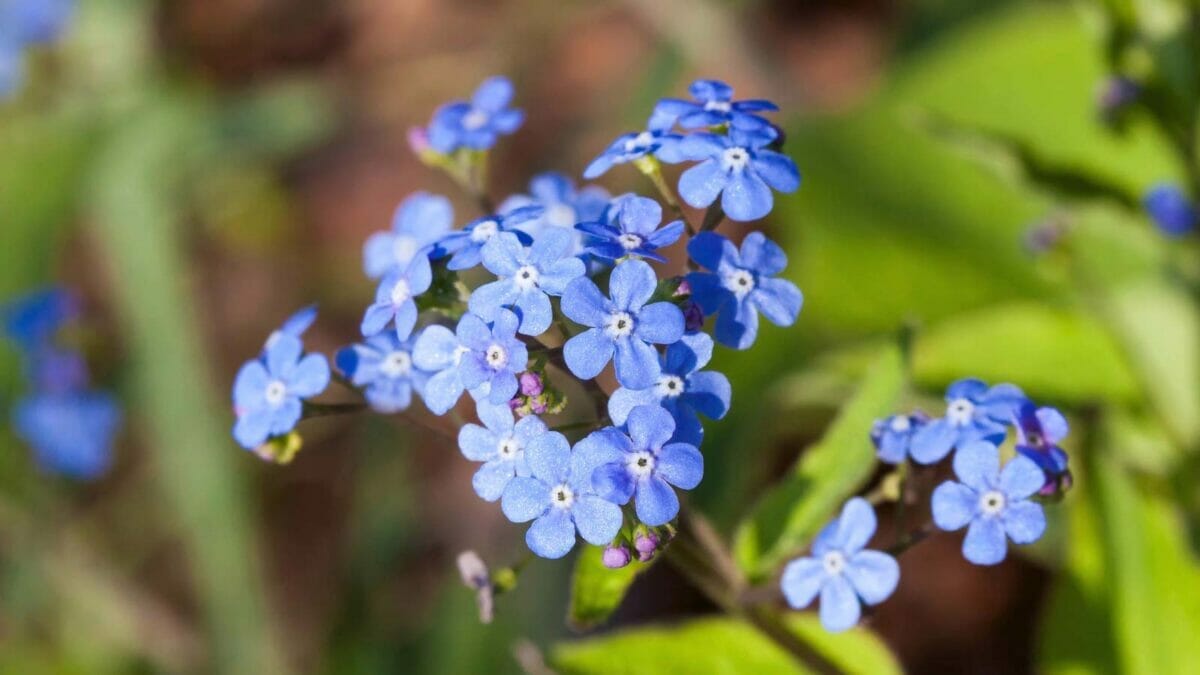 25 Hardy Outdoor Plants for Your Shady Garden Oasis 13 25 Hardy Outdoor Plants for Your Shady Garden Oasis - Brunnera Brunnera macrophylla flowers dp389861136