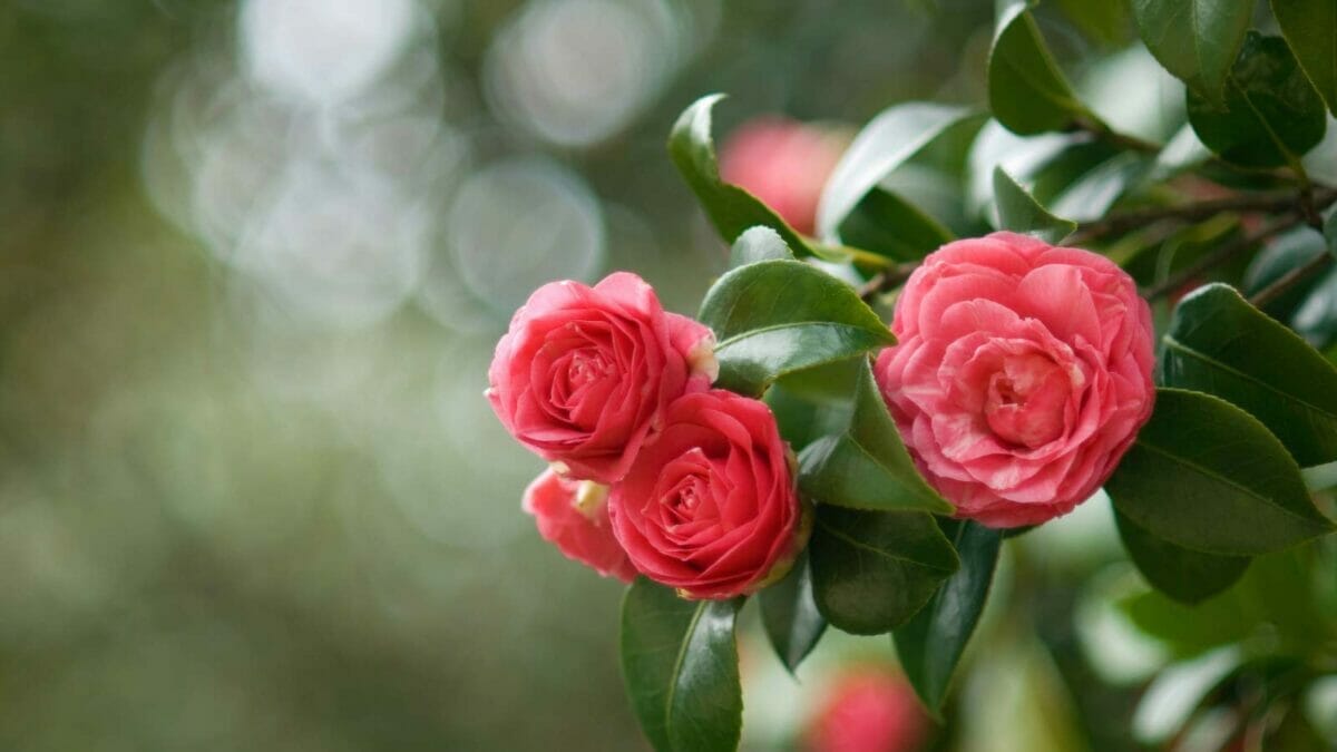 15 Breathtaking Flowers That Define America’s Natural Beauty - Camellia shrub flowers dp12339162