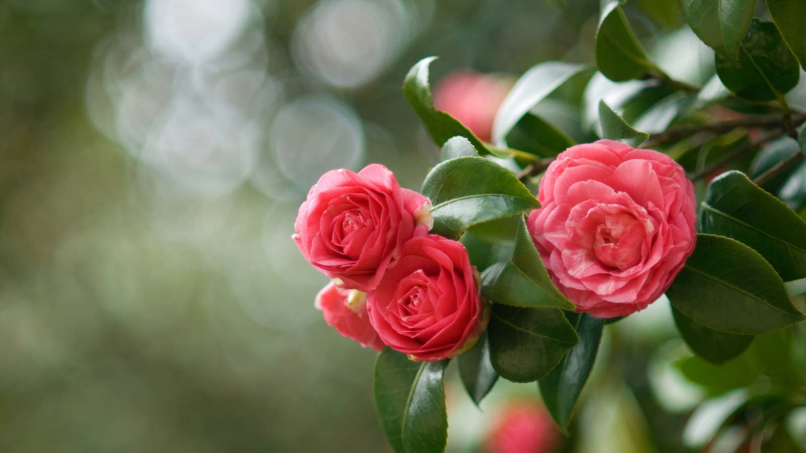 Camellia-shrub-flowers-dp12339162 Camellia shrub flowers