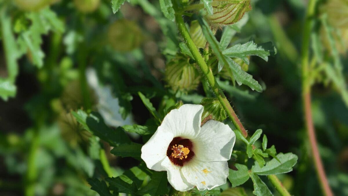 27 Rare Kinds of Hibiscus That Will Take Your Breath Away 7 Cannabinus hibiscus