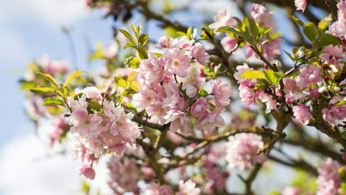 15 Pink Flowering Trees to Add a Splash of Color to Your Garden - Cherry Blossom Prunus spp. flowers dp211629816