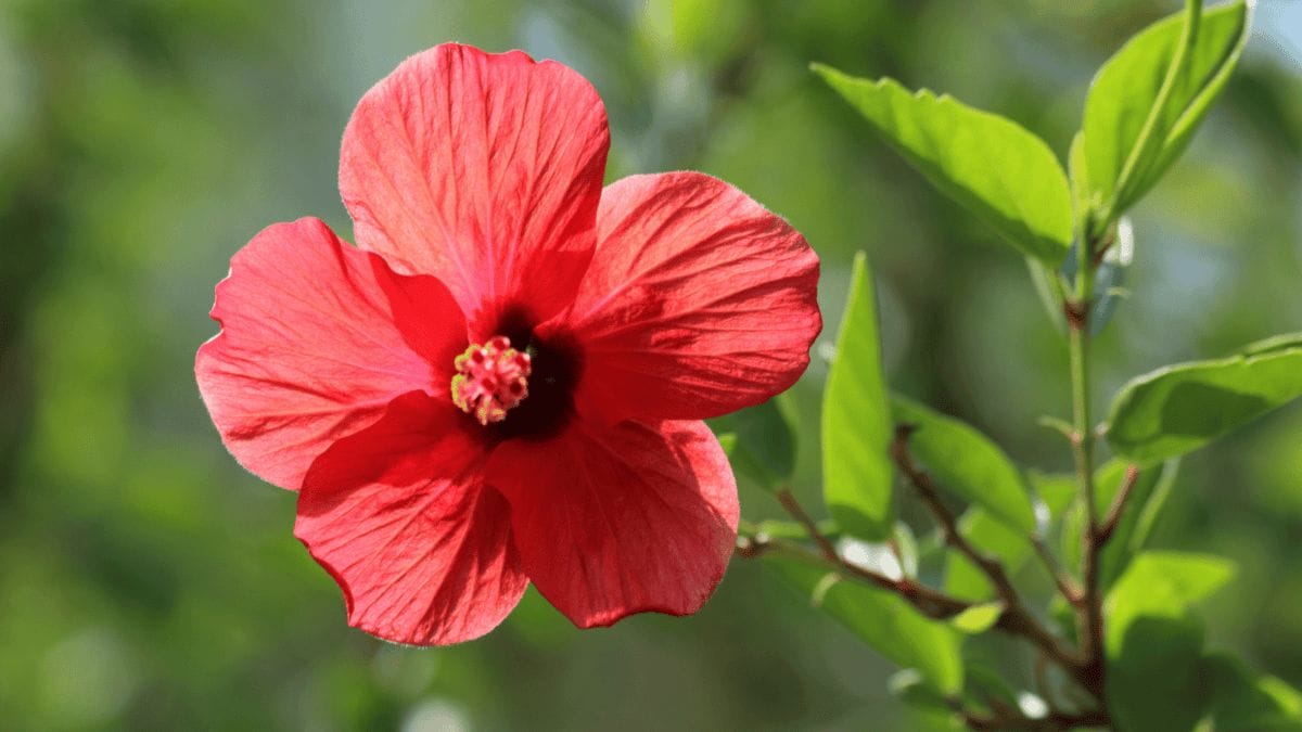 12 Easy Tricks for Thriving Hibiscus Plants - Chinese Hibiscus dp610479880