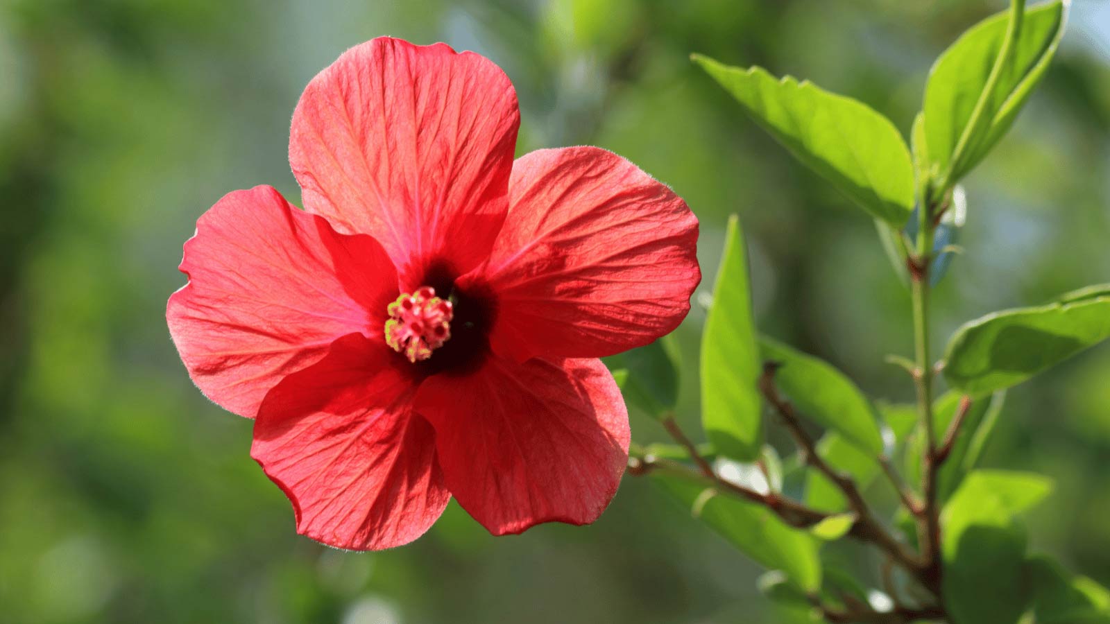 Chinese-Hibiscus-dp610479880 Chinese Hibiscus