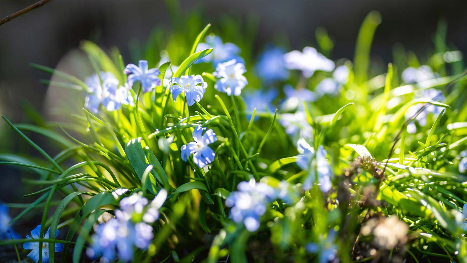Chionodoxa-flowers-dp640055396 Chionodoxa flowers in bloom
