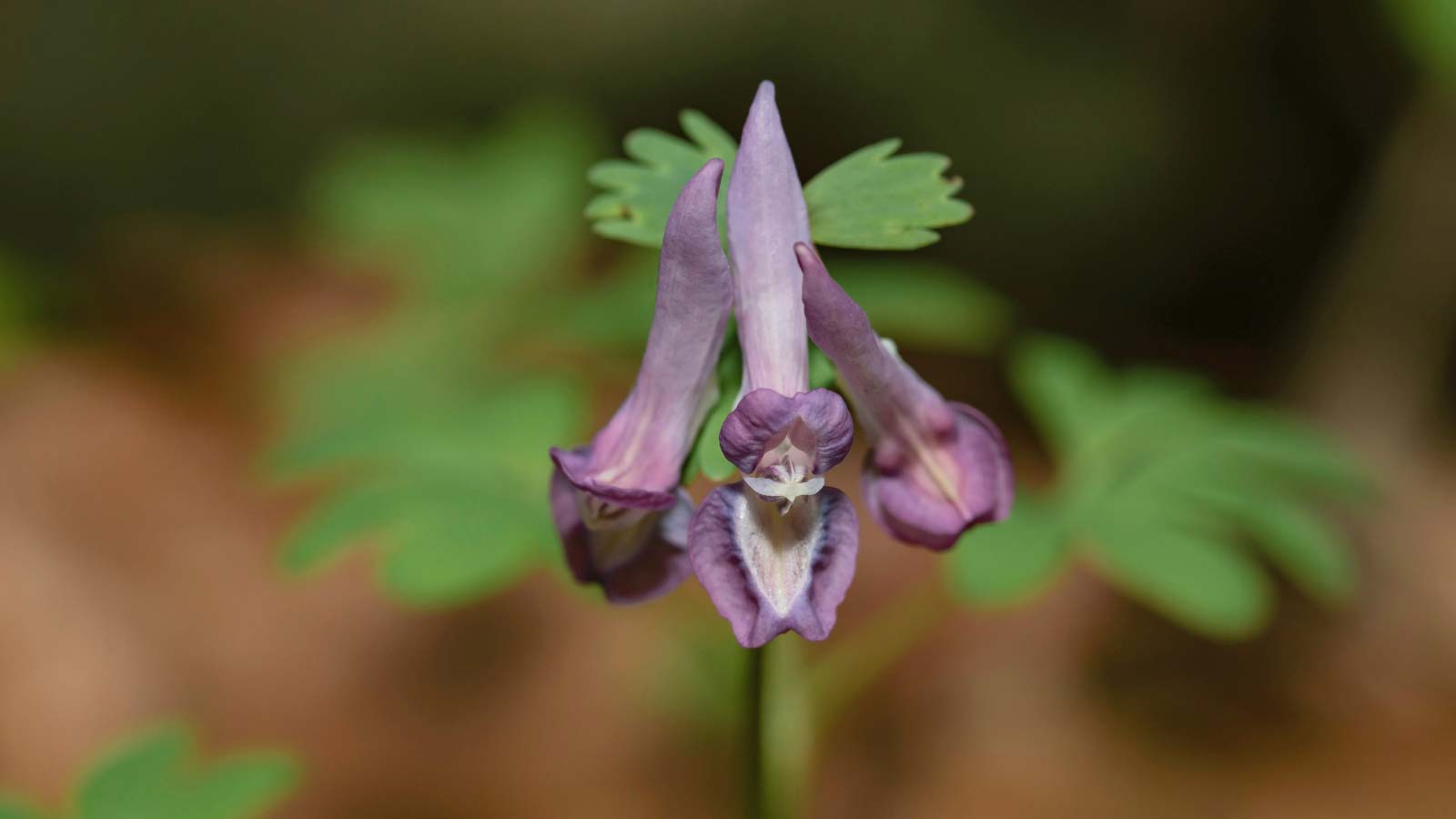 Corydalis-solida-flowers-dp617949978 Corydalis solida flowers