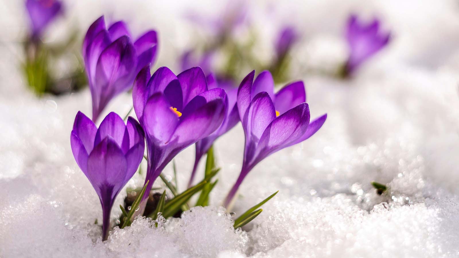 Crocus-flowers-bloom-early-spring-dp358774362 crocus flowers blooming in early spring with snow on ground