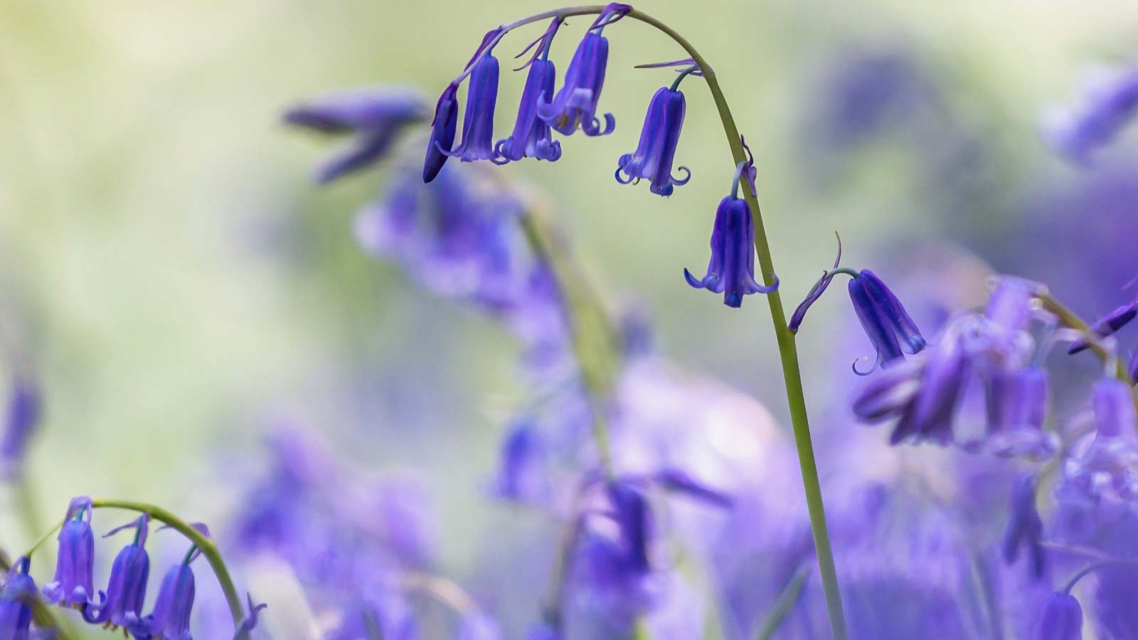 English-Bluebell-Hyacinthoides-flowers-dp643997930 English Bluebell Hyacinthoides flowers