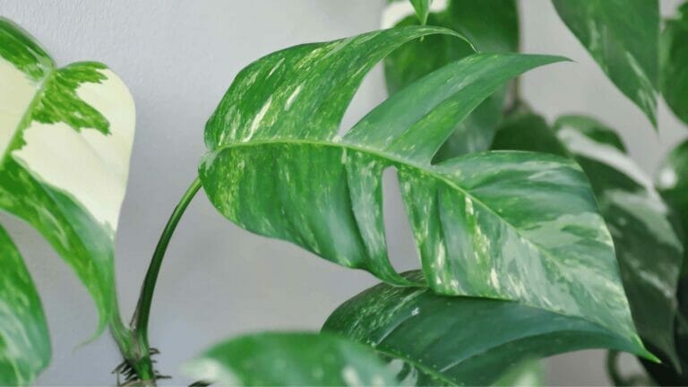 Fenestrated Pothos: Why Fenestration Happens & How to Get Them 9 Fenestrated Pothos