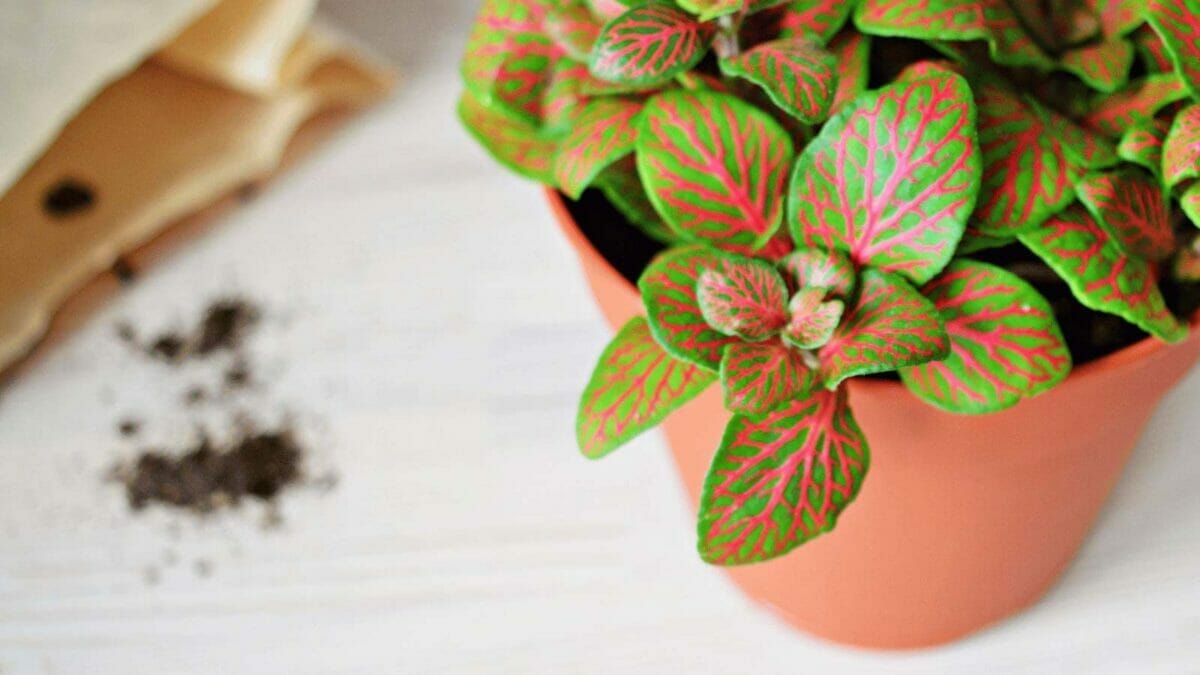 Fittonia nerve plant 