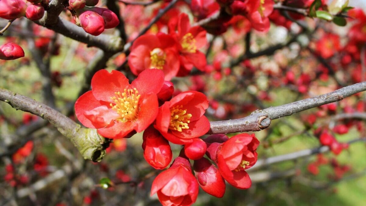Attract Butterflies to Your Yard with These 6 Irresistible Colors 5 Attract Butterflies to Your Yard with These 6 Irresistible Colors - Flowering Quince Chaenomeles flowers dp71158105