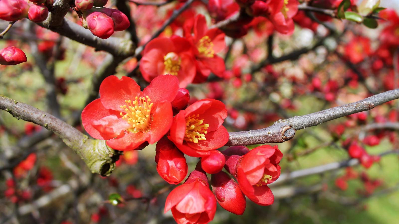 Flowering-Quince-Chaenomeles-flowers-dp71158105 Flowering Quince (Chaenomeles) flowers