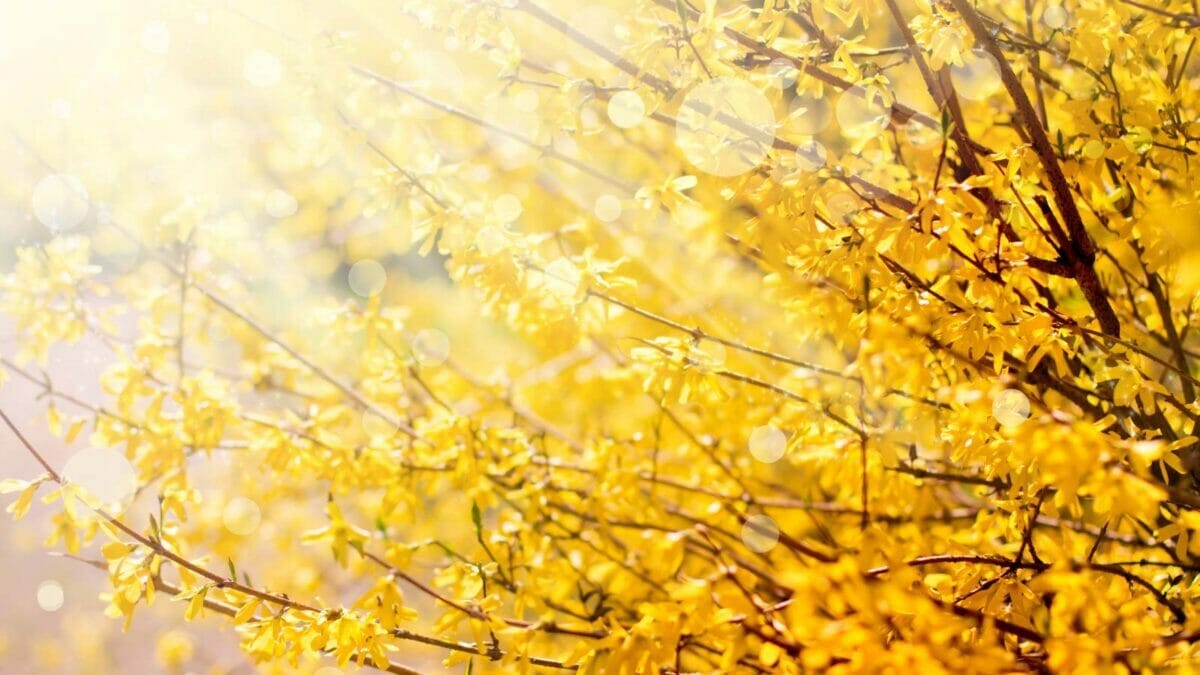 12 Shrubs That Handle Anything & Look Great Doing It 9 12 Shrubs That Handle Anything & Look Great Doing It - Forsythia shrub flowers dp35725057